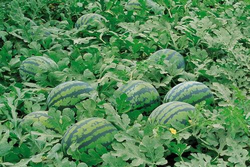 ucsd吃瓜群,揭秘留学生活中的趣味瞬间